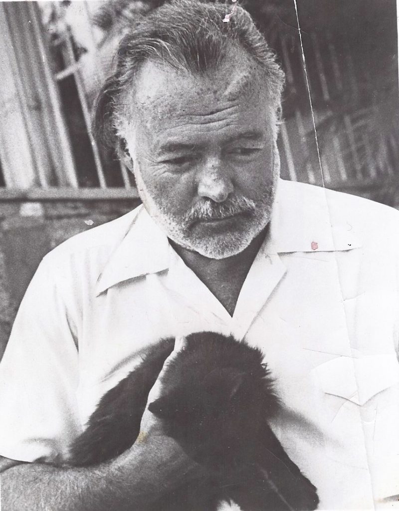 Hemingway
Katzen 
Cats